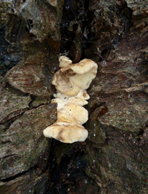 An emerging mass at the base of horse chestnut at Hampstead Heath, London.